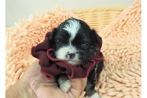 成約済の埼玉県のその他の犬種-103654